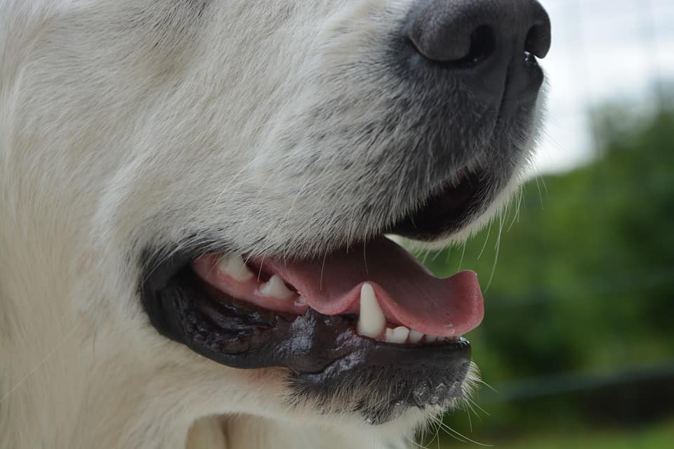 Was bedeuten braune Flecken beim Zahnfleisch vom Hund? Hundefreunde Treff