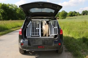 Hundetransport